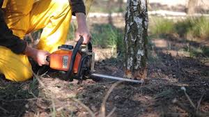 How Our Tree Care Process Works  in  Point Baker, FL